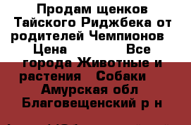 Продам щенков Тайского Риджбека от родителей Чемпионов › Цена ­ 30 000 - Все города Животные и растения » Собаки   . Амурская обл.,Благовещенский р-н